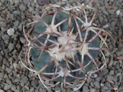 Echinocactus horizonthalonius IDD049/03 Jacales, květináč 6,5 cm - 12416573