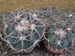 Echinocactus horizonthalonius IDD049/03 Jacales, květináč 6,5 cm - 12416574