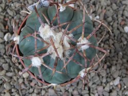 Echinocactus horizonthalonius IDD049/03 Jacales, květináč 6,5 cm - 12416577