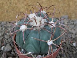 Echinocactus horizonthalonius IDD049/03 Jacales, květináč 6,5 cm - 12416579