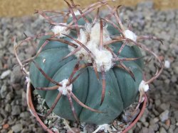 Echinocactus horizonthalonius IDD049/03 Jacales, květináč 6,5 cm - 12416581