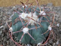Echinocactus horizonthalonius IDD049/03 Jacales, květináč 6,5 cm - 12416582