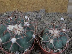 Echinocactus horizonthalonius IDD049/03 Jacales, květináč 6,5 cm - 12416583
