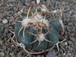 Echinocactus horizonthalonius IDD049/03 Jacales, květináč 5,5 cm - 12416585