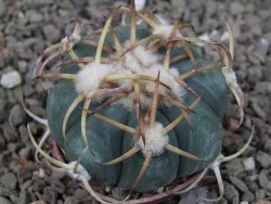 Echinocactus horizonthalonius IDD049/03 Jacales, květináč 5,5 cm