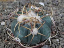 Echinocactus horizonthalonius IDD049/03 Jacales, květináč 5,5 cm - 12416588