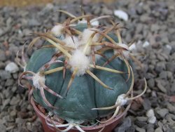 Echinocactus horizonthalonius IDD049/03 Jacales, květináč 5,5 cm - 12416589