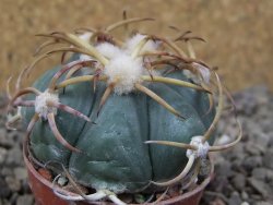 Echinocactus horizonthalonius IDD049/03 Jacales, květináč 5,5 cm - 12416590