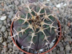 Gymnocalycium spegazzinii unguispinum SL 44b, 5,5 cm květináč - 12416591
