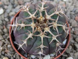 Gymnocalycium spegazzinii unguispinum SL 44b, 5,5 cm květináč - 12416596