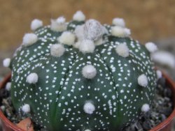 Astrophytum Z Jasenné květináč 5,5 cm - 12416598