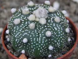 Astrophytum Z Jasenné květináč 5,5 cm - 12416599