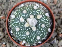 Astrophytum Z Jasenné květináč 5,5 cm - 12416600