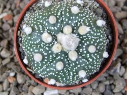 Astrophytum Z Jasenné květináč 5,5 cm - 12416601