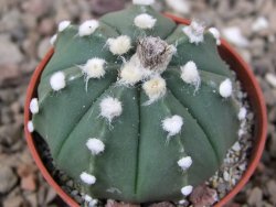 Astrophytum Z Jasenné květináč 5,5 cm - 12416603