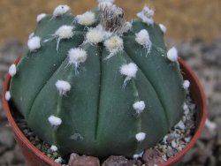Astrophytum Z Jasenné květináč 5,5 cm