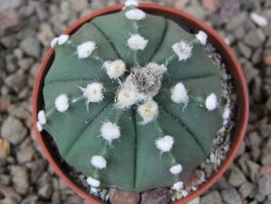 Astrophytum Z Jasenné květináč 5,5 cm - 12416605