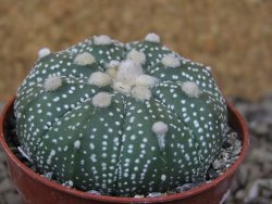 Astrophytum Z Jasenné květináč 5,5 cm - 12416608