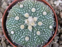 Astrophytum Z Jasenné květináč 5,5 cm - 12416610