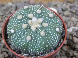 Astrophytum Z Jasenné květináč 5,5 cm - 12416611