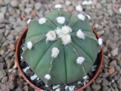 Astrophytum Z Jasenné květináč 5,5 cm - 12416612