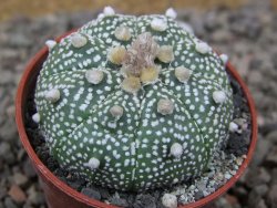 Astrophytum Z Jasenné květináč 5,5 cm