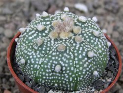 Astrophytum Z Jasenné květináč 5,5 cm - 12416619