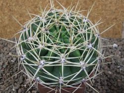 Gymnocalycium monvillei JS 169 květináč 10,5 cm XXL