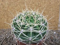 Gymnocalycium monvillei JS 169 květináč 10,5 cm XXL - 12416622