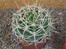 Gymnocalycium monvillei JS 169 květináč 10,5 cm XXL - 12416626