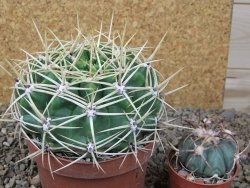 Gymnocalycium monvillei JS 169 květináč 10,5 cm XXL - 12416627