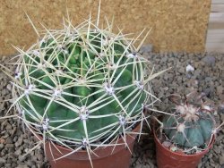 Gymnocalycium monvillei JS 169 květináč 10,5 cm XXL - 12416628