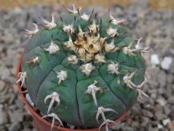 Gymnocalycium spegazzinii unguispinum SL 44b, 5,5 cm květináč - 12416629