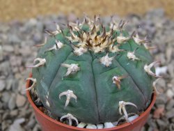 Gymnocalycium spegazzinii unguispinum SL 44b, 5,5 cm květináč - 12416631