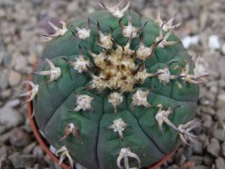 Gymnocalycium spegazzinii unguispinum SL 44b, 5,5 cm květináč - 12416634