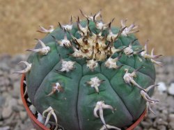 Gymnocalycium spegazzinii unguispinum SL 44b, 5,5 cm květináč - 12416635