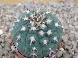 Gymnocalycium spegazzinii unguispinum SL 44b, 5,5 cm květináč