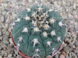 Gymnocalycium spegazzinii unguispinum SL 44b, 5,5 cm květináč - 12416639