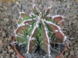 Astrophytum Dinosaur (Fukurio Hannya) květináč 6,5 cm - 12416648