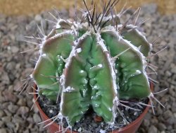 Astrophytum Dinosaur (Fukurio Hannya) květináč 6,5 cm - 12416650