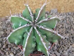 Astrophytum Dinosaur (Fukurio Hannya) květináč 6,5 cm - 12416652