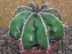 Astrophytum Dinosaur (Fukurio Hannya) květináč 6,5 cm - 12416654