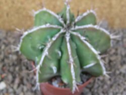Astrophytum Dinosaur (Fukurio Hannya) květináč 6,5 cm - 12416656