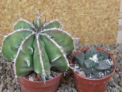 Astrophytum Dinosaur (Fukurio Hannya) květináč 6,5 cm - 12416657