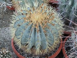 Ferocactus glaucescens
