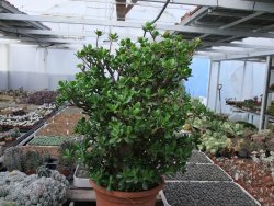 Crassula ovata, V 55 cm, obvod kmene 40, květináč 35 cm - 12416706