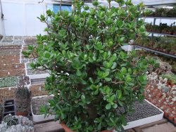 Crassula ovata, V 55 cm, obvod kmene 40, květináč 35 cm - 12416708