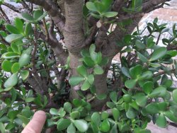 Crassula ovata, V 55 cm, obvod kmene 40, květináč 35 cm - 12416709
