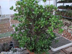 Crassula ovata, V 55 cm, obvod kmene 40, květináč 35 cm - 12416710