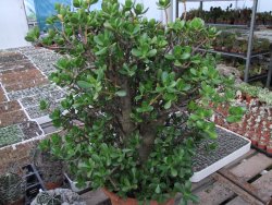 Crassula ovata, V 55 cm, obvod kmene 40, květináč 35 cm - 12416711